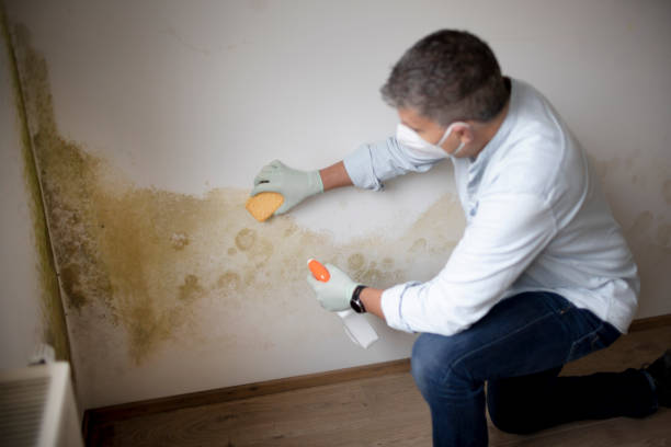 Best Emergency Mold Remediation  in Camilla, GA