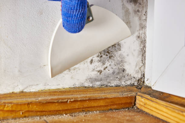 Best Post-Remediation Verification Testing  in Camilla, GA